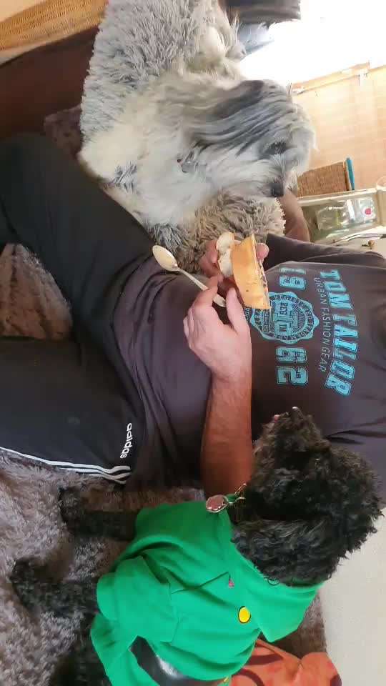 Video Challenge Nr.14 - Bettelnde Hunde-Beitrag-Bild