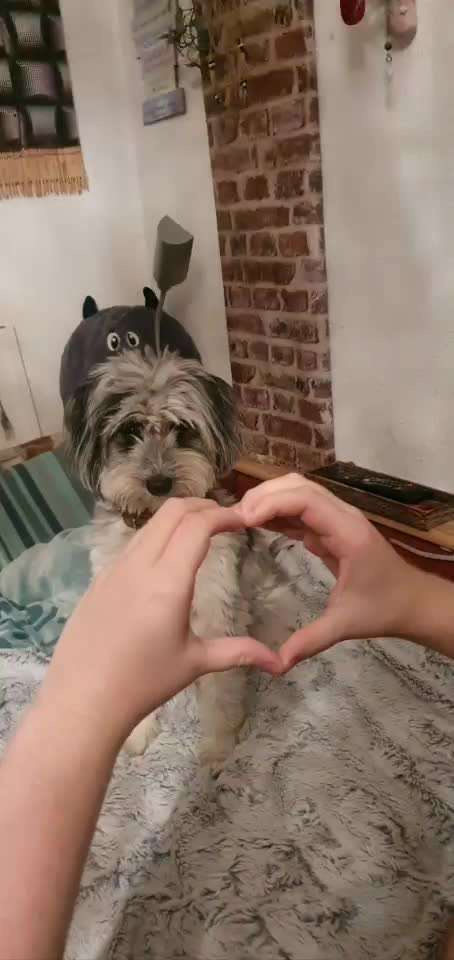 Trick Challenge Nr. 19 - Herzenshund-Beitrag-Bild