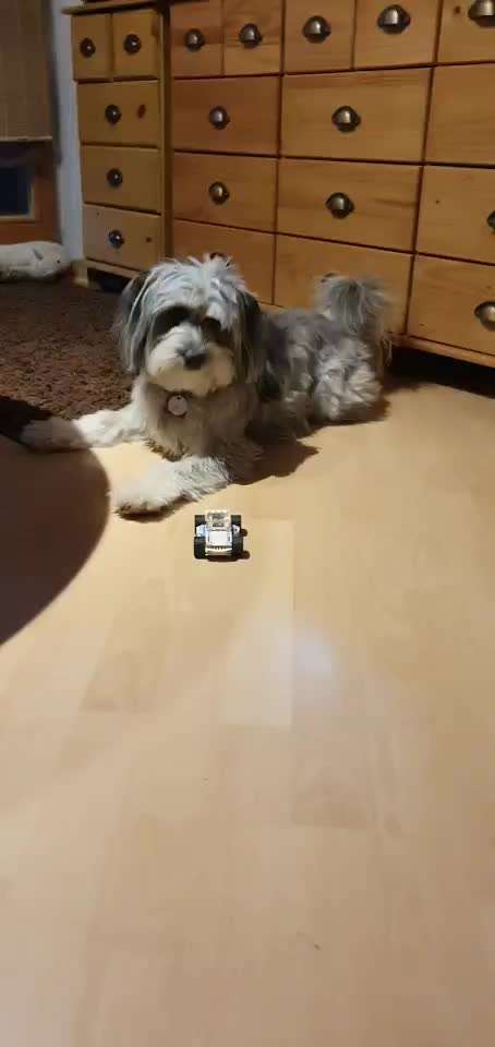 Trick Challenge Nr. 21 Treibball-Beitrag-Bild