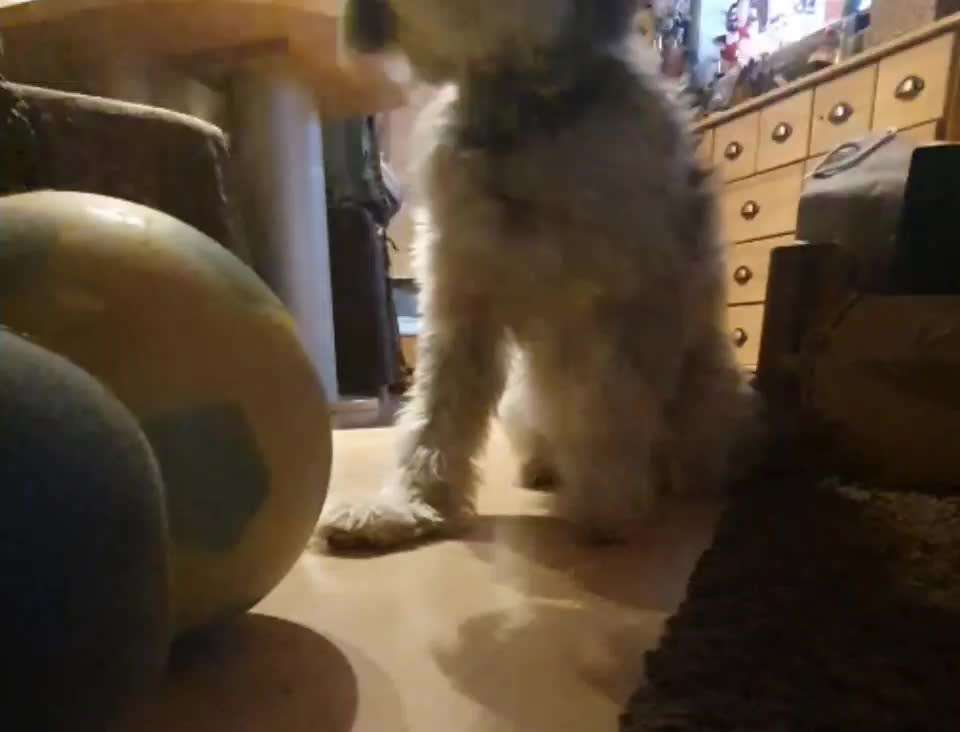 Trick Challenge Nr. 21 Treibball-Beitrag-Bild