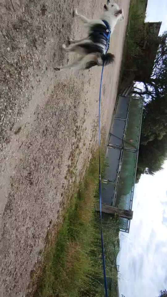 35. Impulskontrollübung "Kontakt mit anderen Tieren"-Beitrag-Bild