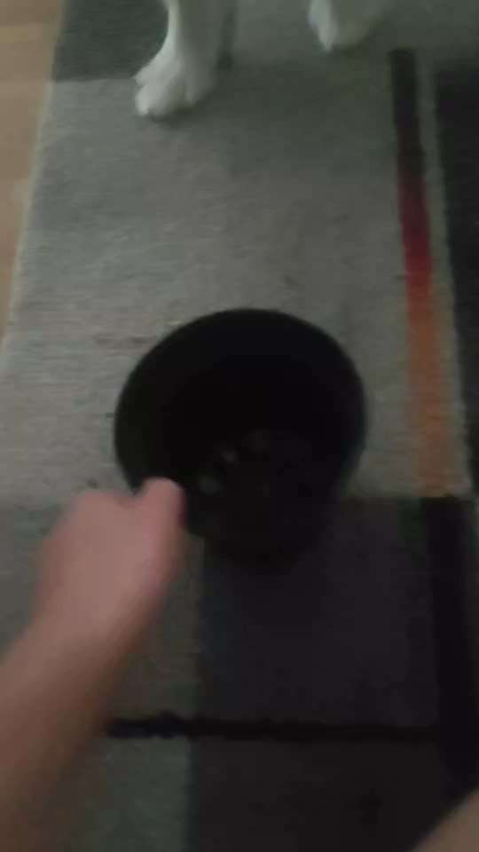 43.Gemeinsames Tricktraining: Becher stapeln-Beitrag-Bild