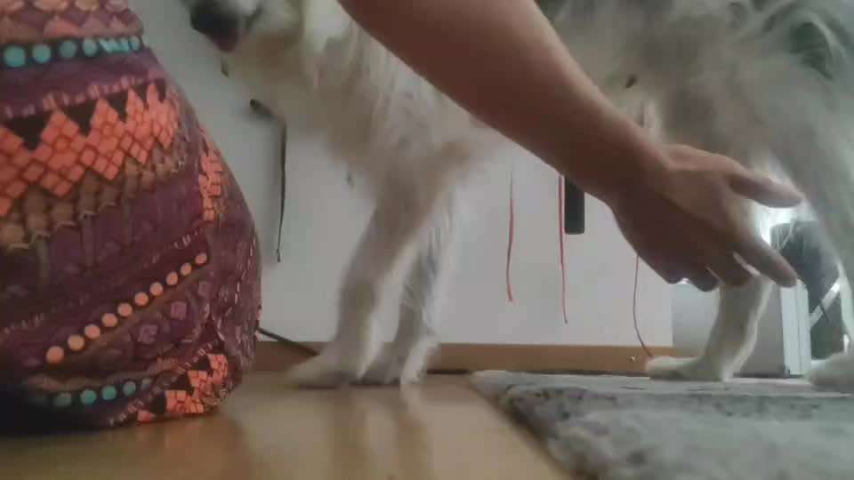 34. Trick Challenge: Pfötchen geben - alle viere!-Beitrag-Bild