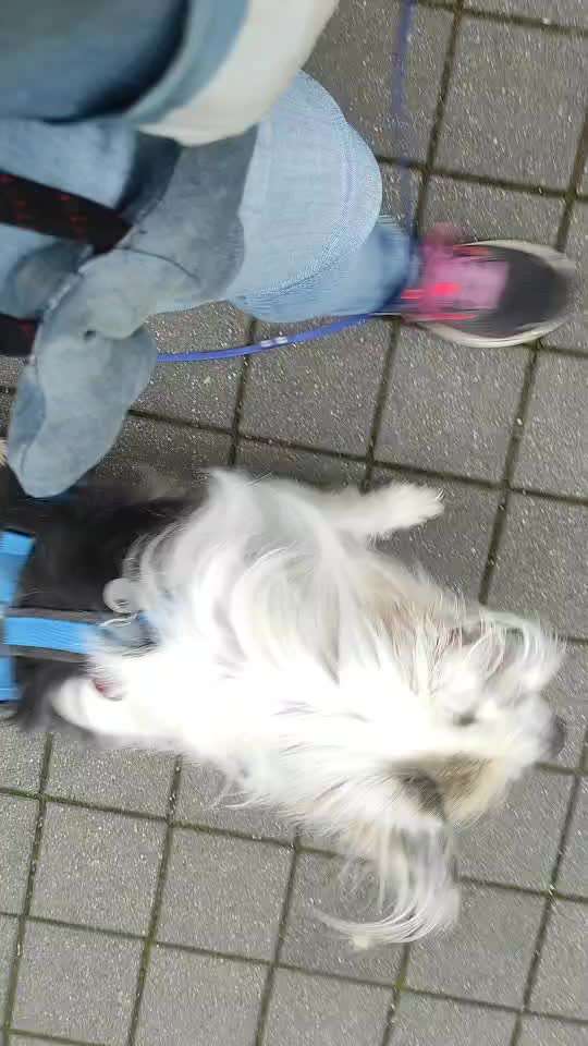 16. Impulskontrolle Challenge - Reiz trotz Ablenkung trotzen-Beitrag-Bild