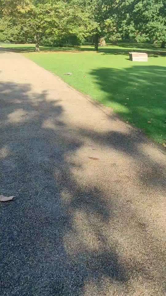 Impulskontrolle Challenge Nr 20: Jagdreiz/Bewegungsreiz aushalten-Beitrag-Bild