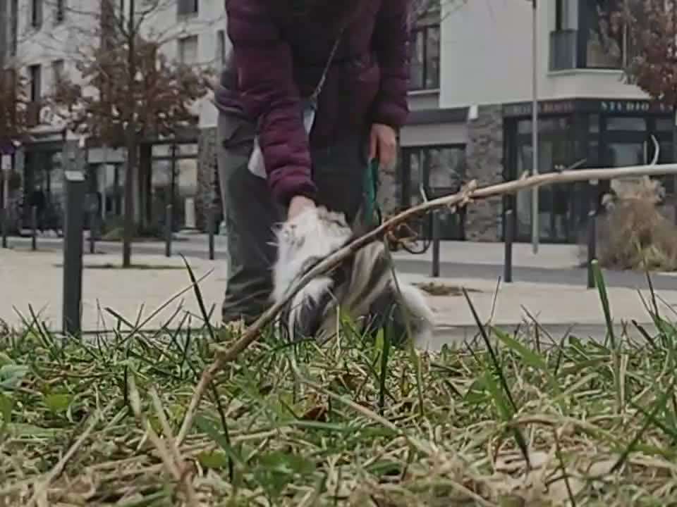 65. Gemeinsames Tricktraining: Rückwärts auf Gegenstand-Beitrag-Bild