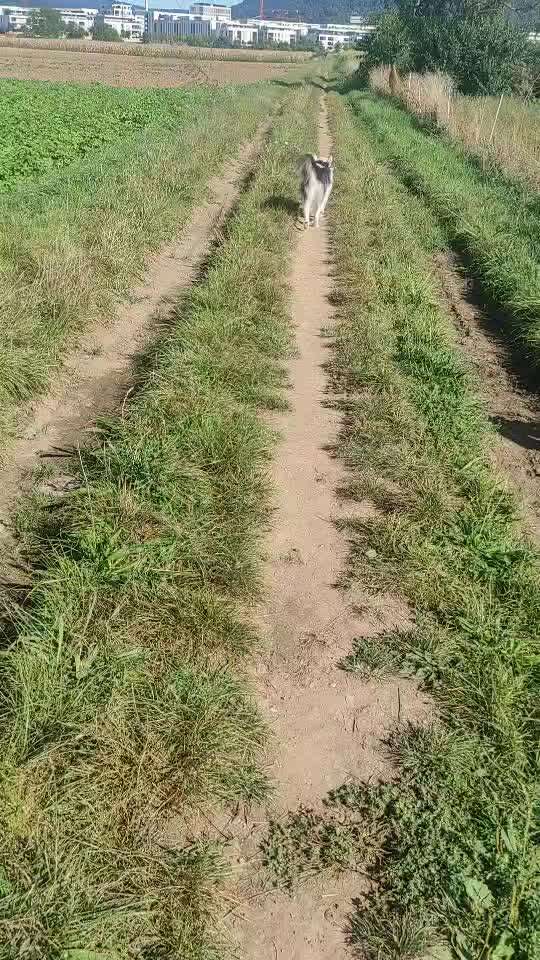 TierschutzhundeStammtisch🐕-Beitrag-Bild