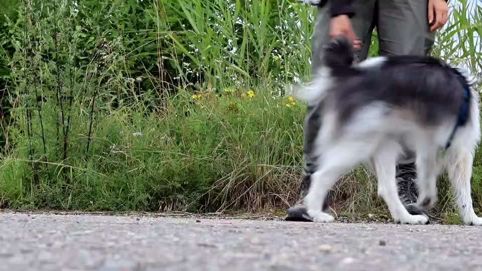 53. Gemeinsames Tricktraining :Taxi-Beitrag-Bild