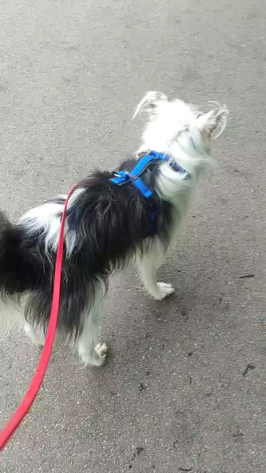 TierschutzhundeStammtisch🐕-Beitrag-Bild