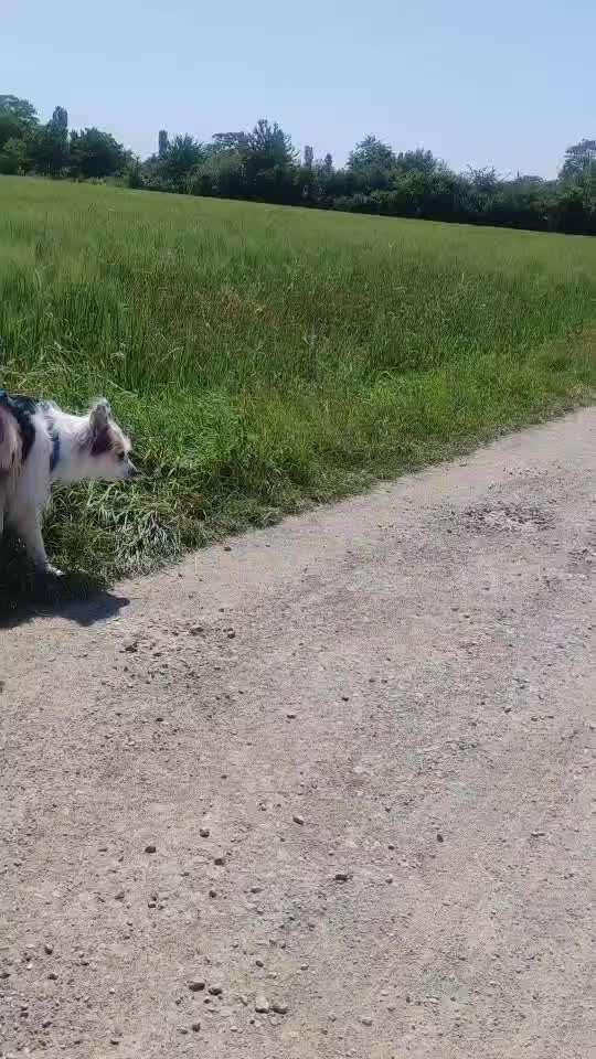 54. Impulskontrollchallenge  PAUSE MACHEN !-Beitrag-Bild