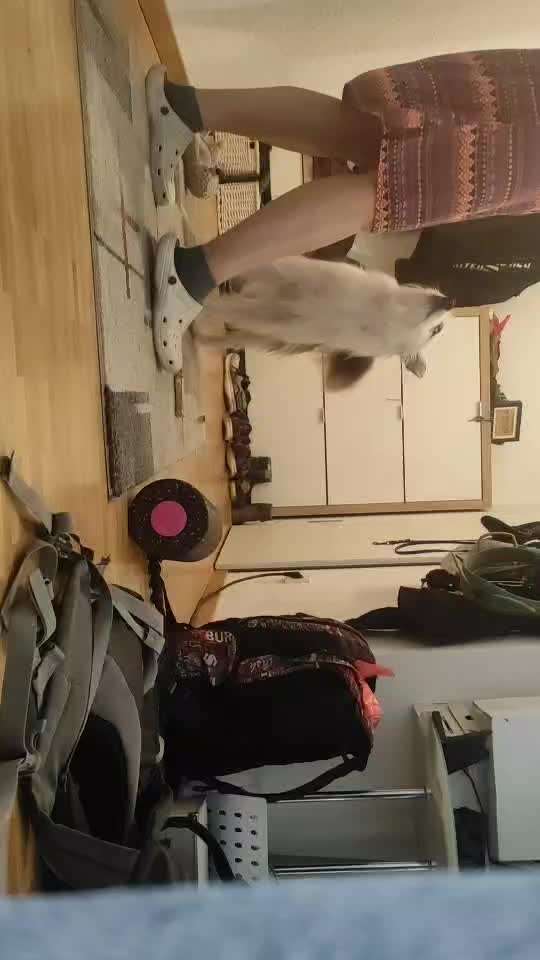 53. Gemeinsames Tricktraining :Taxi-Beitrag-Bild