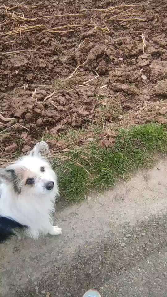 31. Impulskontrollübung: Artgenossen-Beitrag-Bild