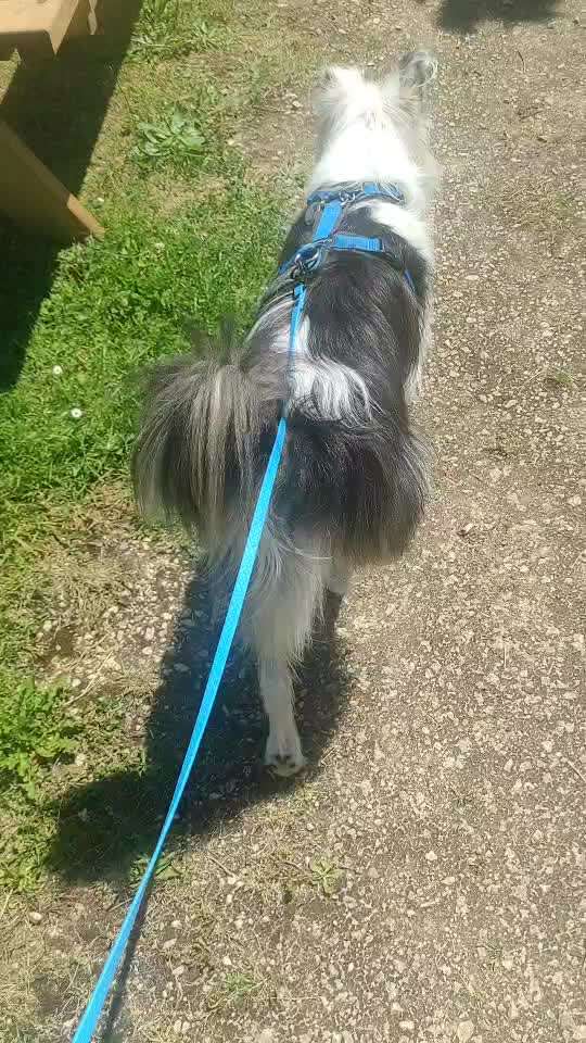 35. Impulskontrollübung "Kontakt mit anderen Tieren"-Beitrag-Bild