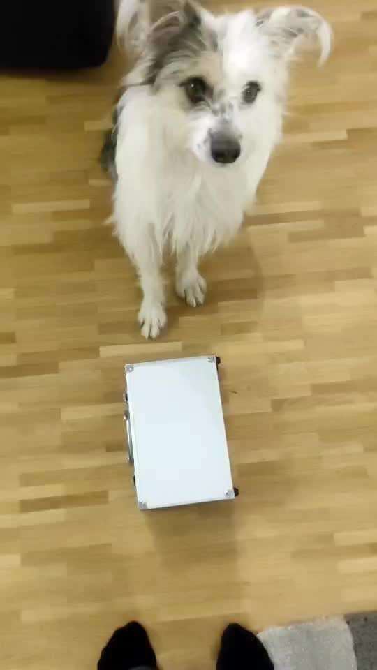 Trick Challenge 24 ,,Elefantentrick"-Beitrag-Bild