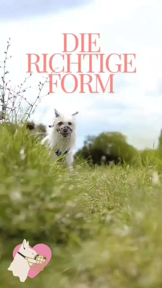 Spontane Mehrhundehaltung-Beitrag-Bild