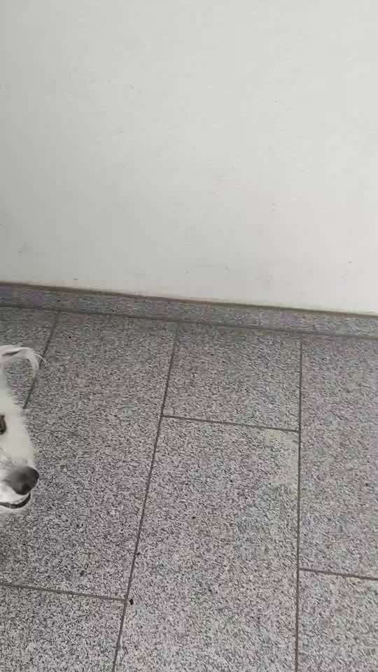 28.Imulskontrollübung             ,,Fahrstuhl fahren ,,-Beitrag-Bild