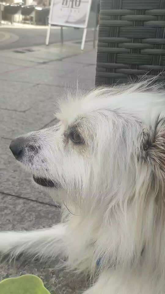 Impulskontrolle Challenge Nr. 11 "Bleib mit Ablenkung"-Beitrag-Bild