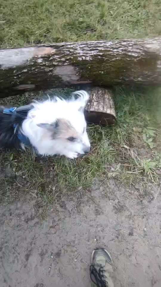 65. Gemeinsames Tricktraining: Rückwärts auf Gegenstand-Beitrag-Bild