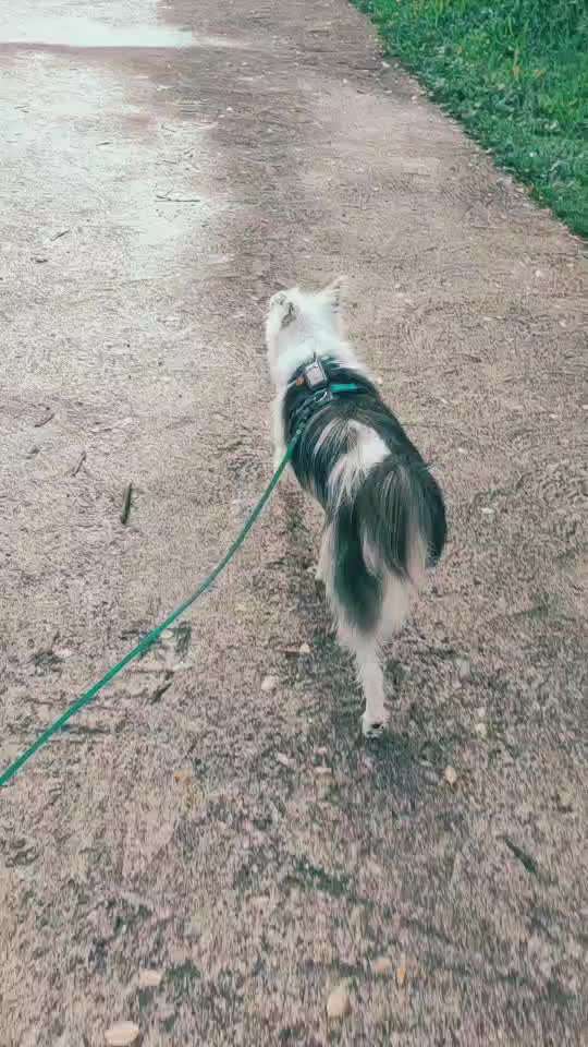 Gangbild/-analyse-Beitrag-Bild