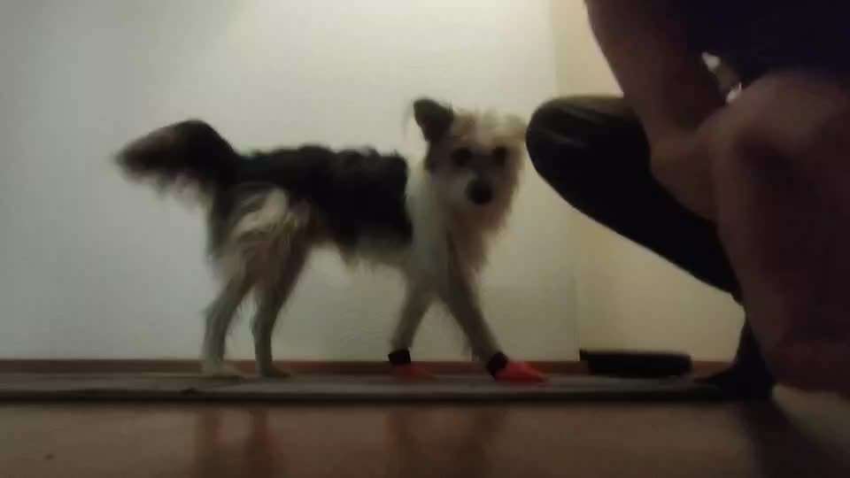 TierschutzhundeStammtisch🐕-Beitrag-Bild