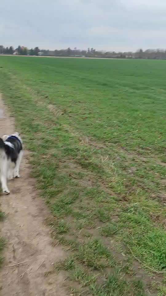 TierschutzhundeStammtisch🐕-Beitrag-Bild