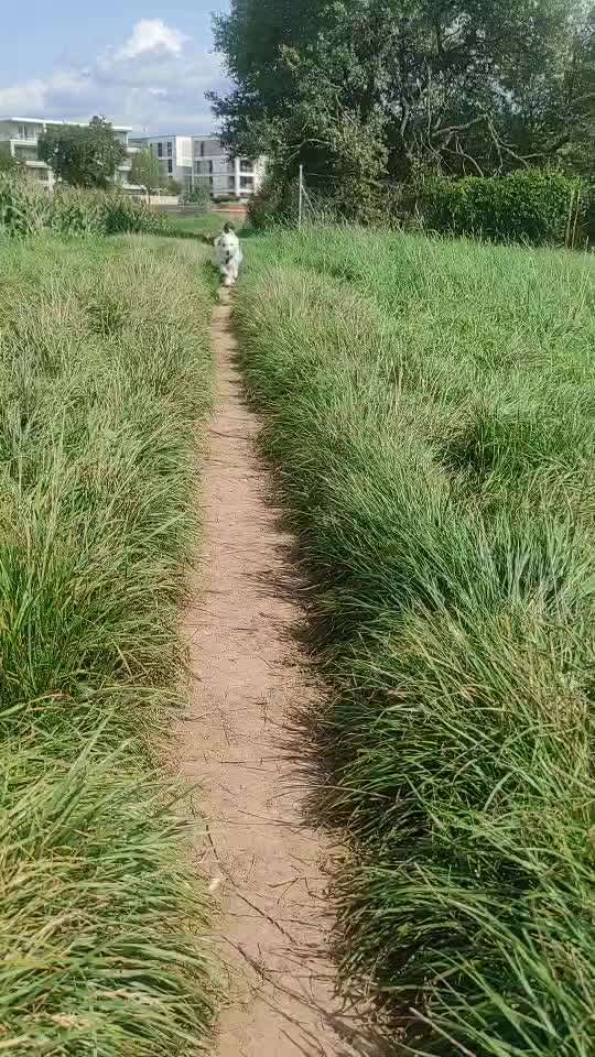 TierschutzhundeStammtisch🐕-Beitrag-Bild