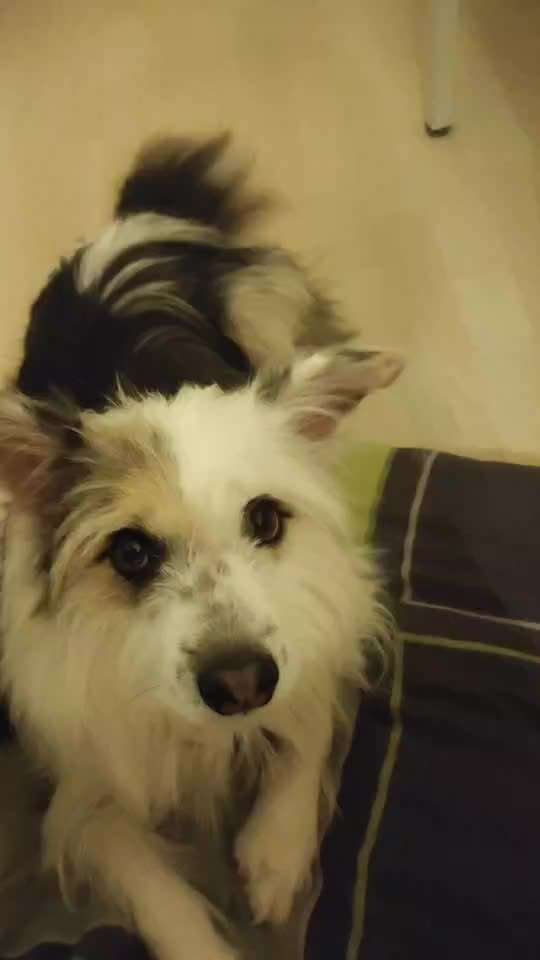 31. Impulskontrollübung: Artgenossen-Beitrag-Bild