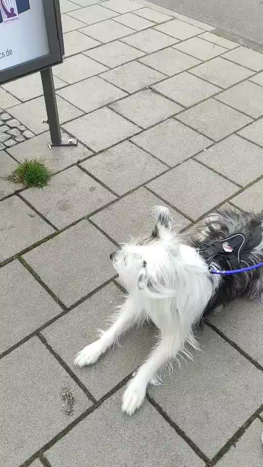 Impulskontrolle Challenge Nr.: 7
         "Gesellschaftsfähig"-Beitrag-Bild