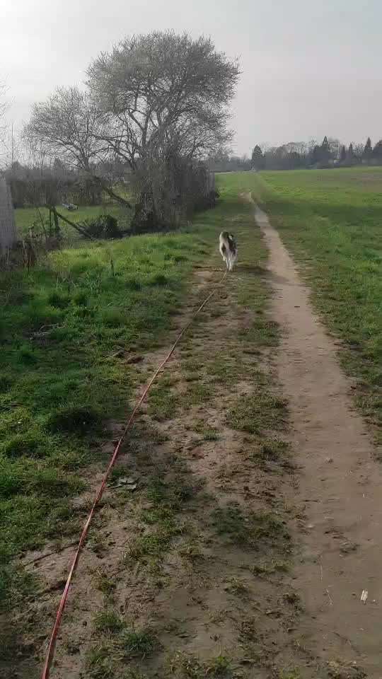 Impulskontrolle Challenge Nr . 6: ohne Befehle-Beitrag-Bild