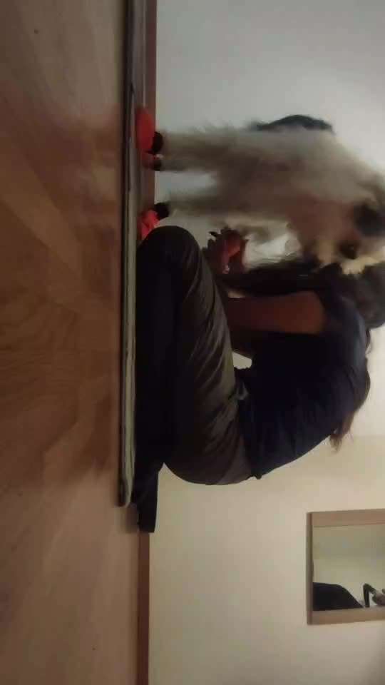 TierschutzhundeStammtisch🐕-Beitrag-Bild