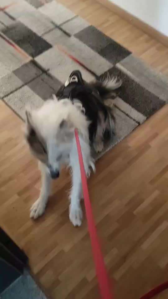 Impulskontrolle Challenge Nr . 6: ohne Befehle-Beitrag-Bild