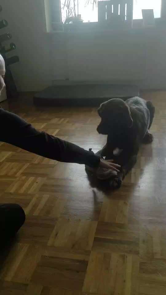 44.Tricktraining ,, Pfote auf Target,,-Beitrag-Bild