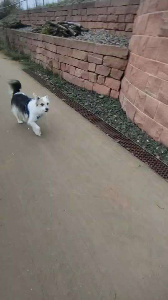 62. gemeinsames Trick Training / Challenge: bouncen-Beitrag-Bild