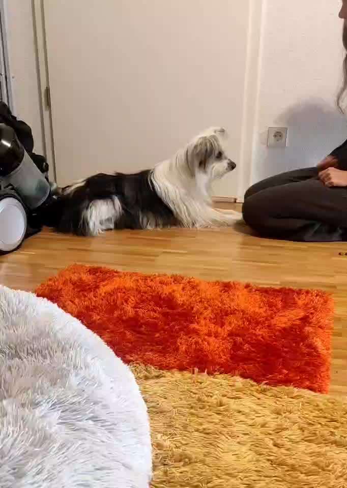 Impulskontrolle-Challenge Nr. 1: 10 Leckerli Spiel-Beitrag-Bild