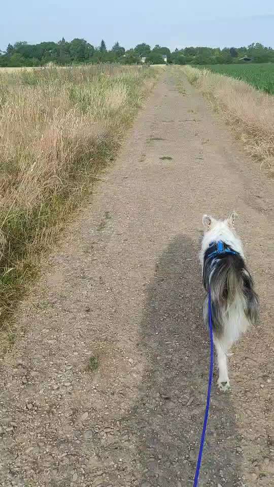 TierschutzhundeStammtisch🐕-Beitrag-Bild