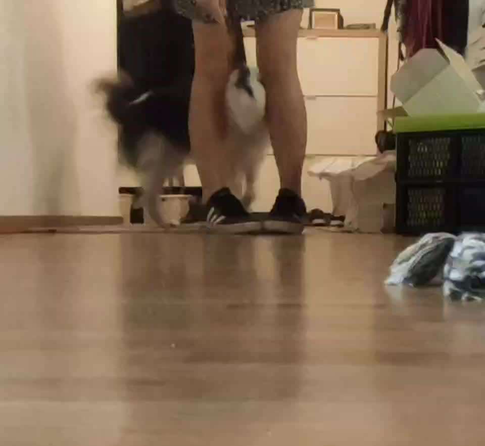 37. Trick-Challenge: Pinguin-Lauf-Beitrag-Bild