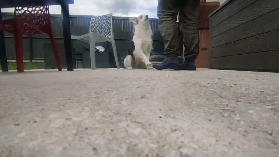 52. Gemeinsames Tricktraining: Umarmen-Beitrag-Bild