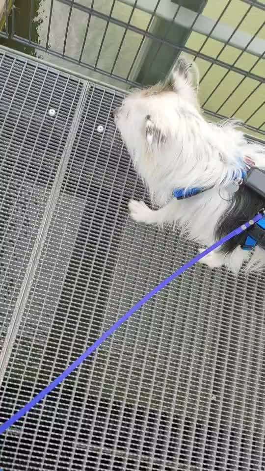 TierschutzhundeStammtisch🐕-Beitrag-Bild