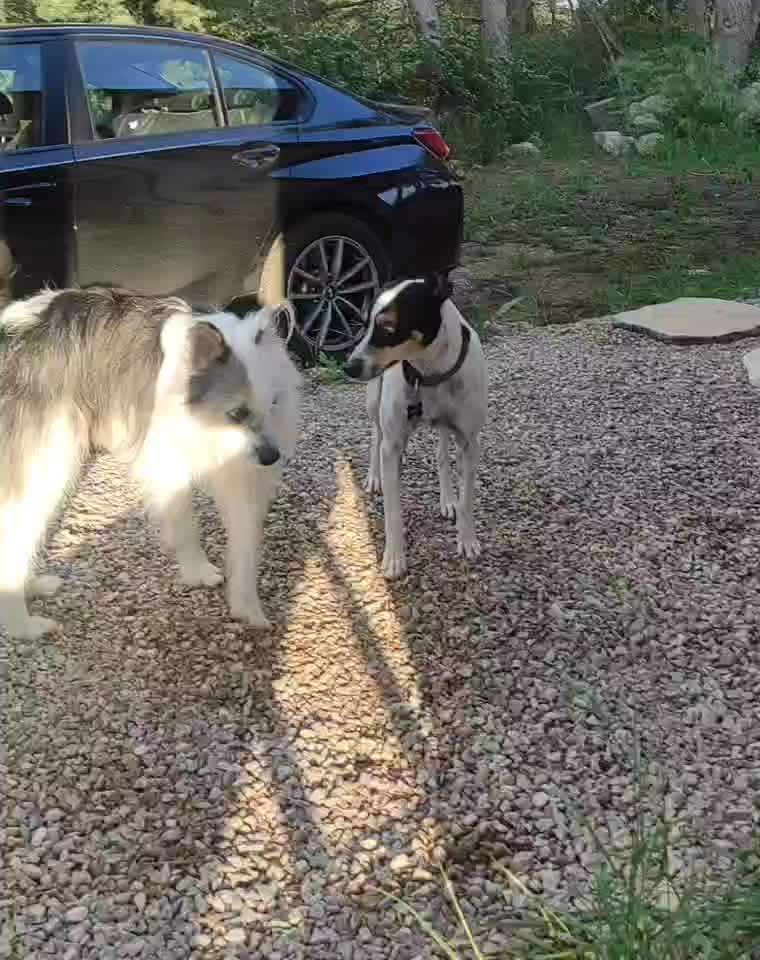 Analyse & Interpretation von Verhalten-Beitrag-Bild