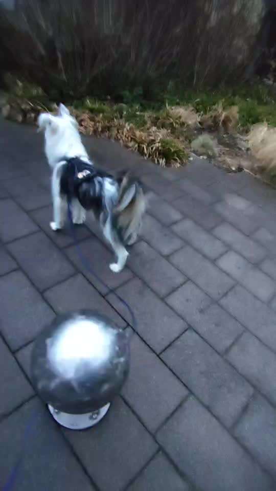 Trick Challenge 24 ,,Elefantentrick"-Beitrag-Bild