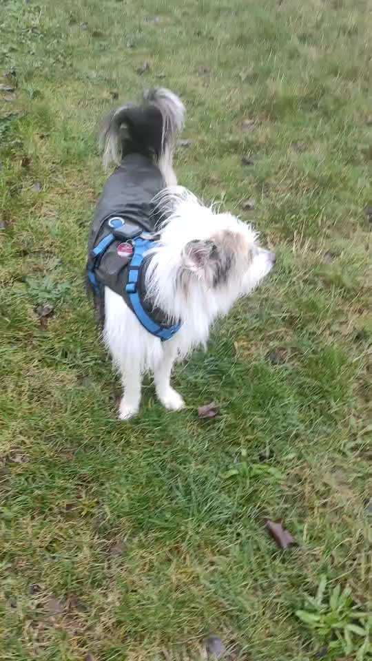 Gemeinsame Impulkontrolle Übung Nr.24-Beitrag-Bild