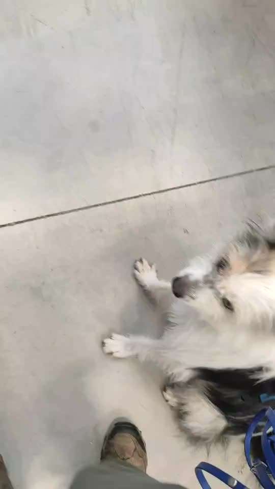 TierschutzhundeStammtisch🐕-Beitrag-Bild