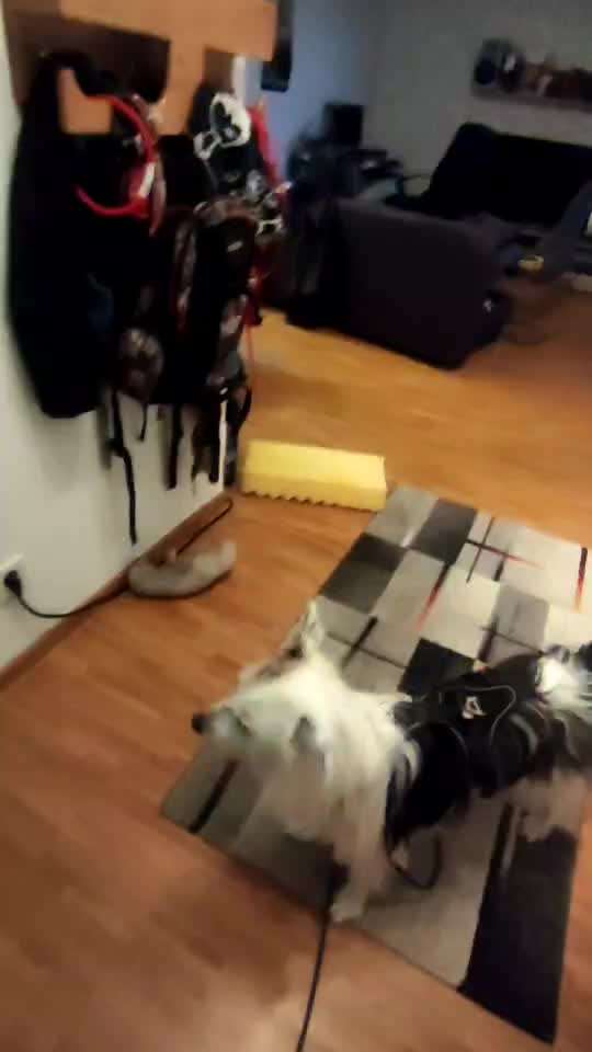 Impulskontrolle Challenge NR .4.           STOP/STEH/ WARTE-Beitrag-Bild