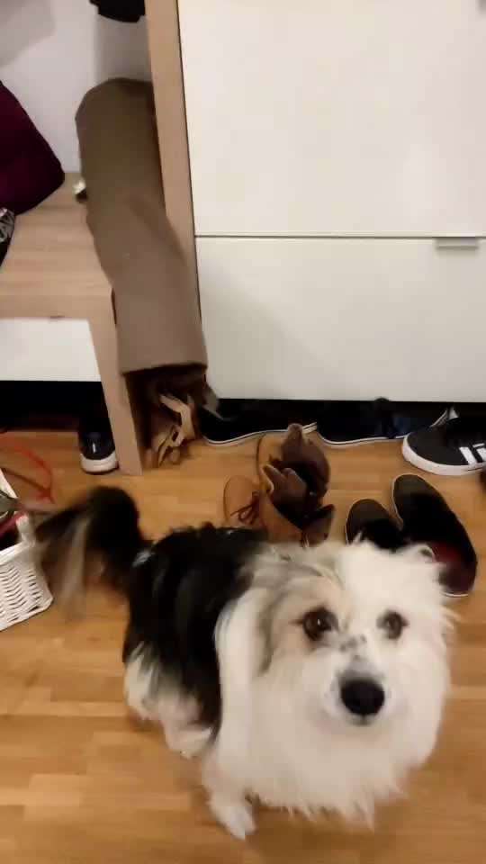 Impulskontrolle-Challenge Nr. 2: Vorbei laufen-Beitrag-Bild