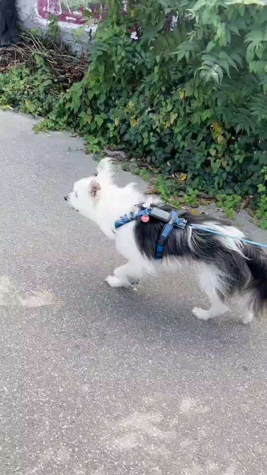 Gangbild/-analyse-Beitrag-Bild