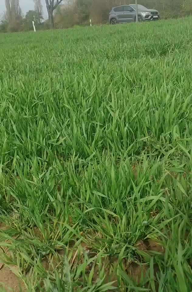 31. Impulskontrollübung: Artgenossen-Beitrag-Bild