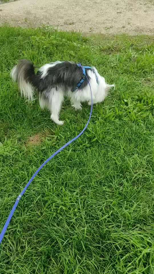 TierschutzhundeStammtisch🐕-Beitrag-Bild