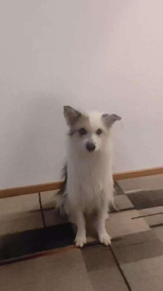 Die ersten Kommandos-Beitrag-Bild