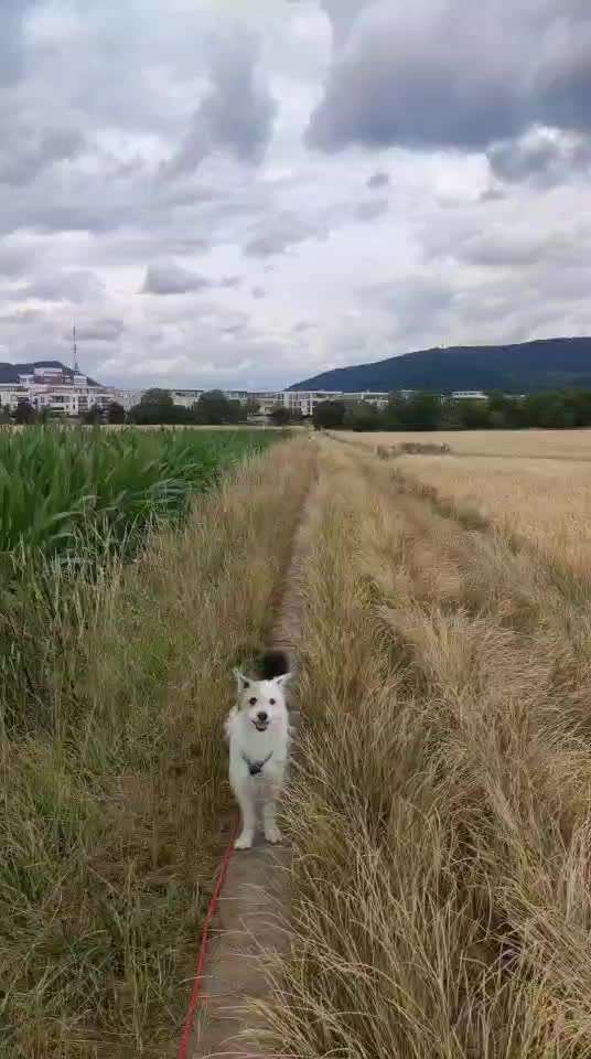 57. Impulskontrollchallenge (Zweiter Anlauf): Tiere beobachten-Beitrag-Bild