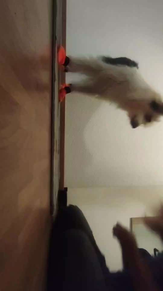 55. Video Challange: lustiges Video/Lieblingsvideo-Beitrag-Bild